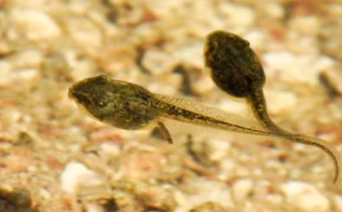 �ɐ۵�С�������15ƪ(�ϼ�)