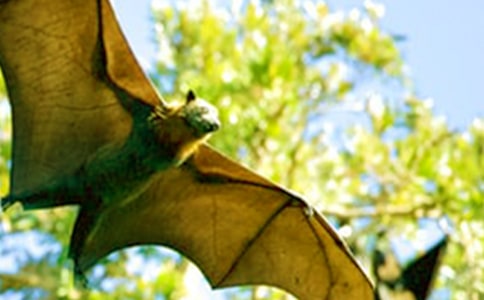 聽《蝙蝠與雷達》心得范文