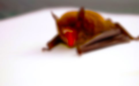 蝙蝠和雷達(dá)教案