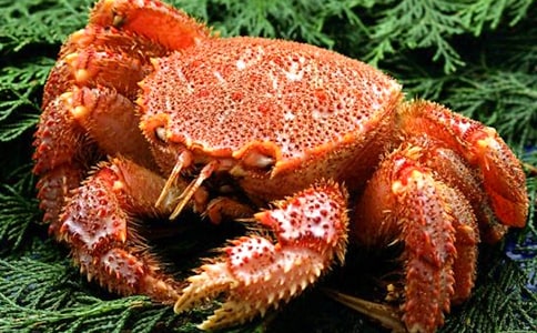 與螃蟹斗爭作文