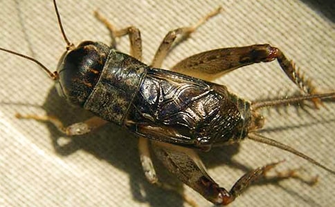 蟋蟀還鄉(xiāng)優(yōu)秀作文