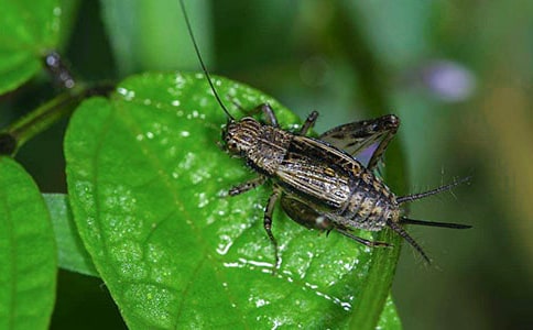 �ö���������