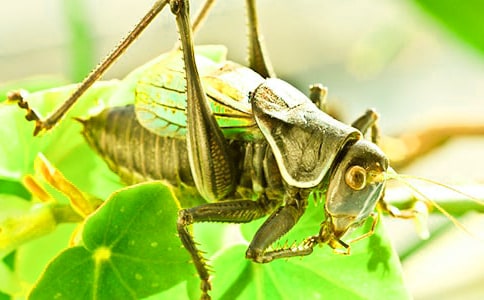 關(guān)于蟋蟀的作文