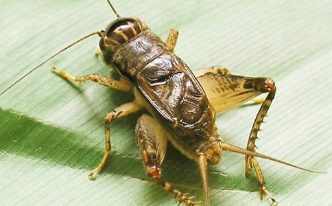 蟋蟀的住宅教案