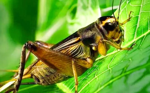 蟋蟀觀察日記(通用31篇)