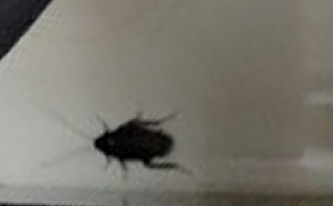 蟑螂歷險(xiǎn)記