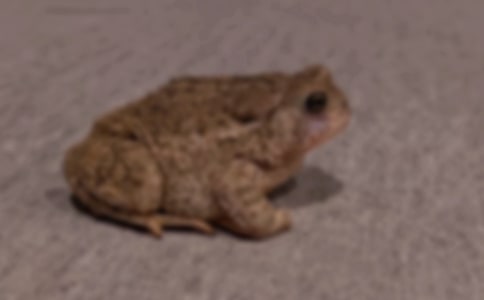 蟾酥對蟾蜍坐骨神經(jīng)電生理特性的影響