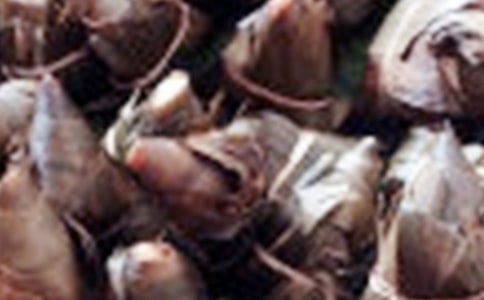 關于粽子的作文(精選4篇)