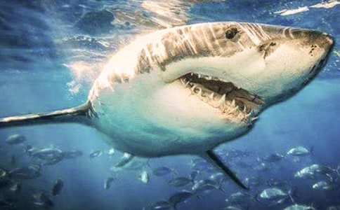 (精品)關(guān)于鯊魚的作文12篇