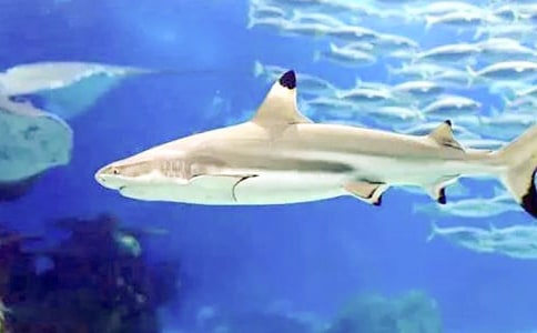 鯊魚的自述作文