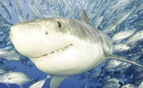 鯊魚(yú)的自述作文350字