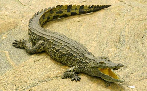 鱷魚來了中班體育教案