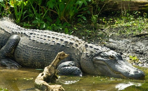 鱷魚(yú)做廣告作文