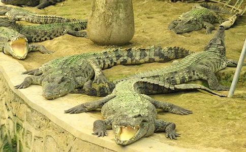 鱷魚島看日出600字作文