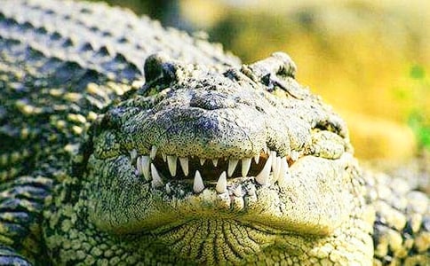 中班幼兒體育《鱷魚來了》教案設(shè)計(通用10篇)