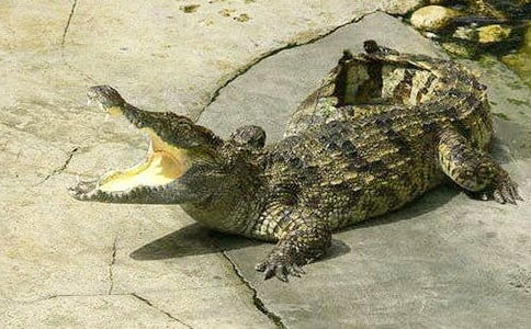 鱷魚自述作文800字